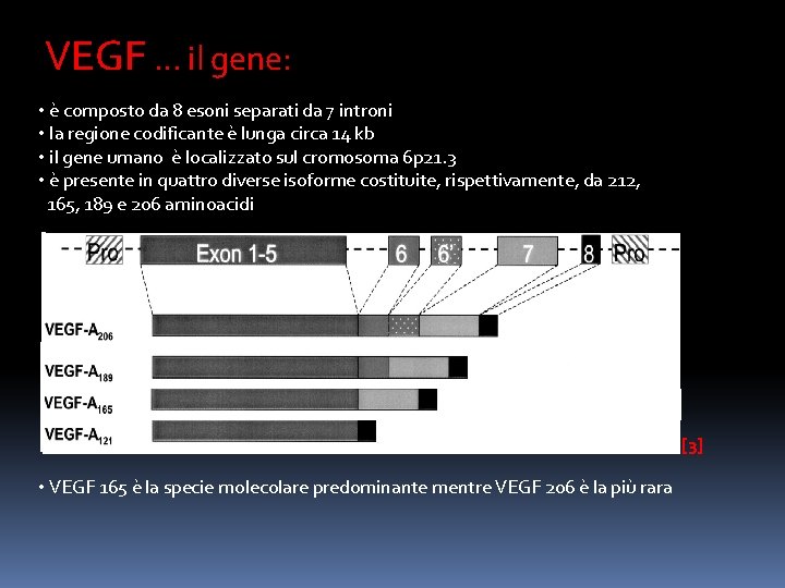 VEGF … il gene: • è composto da 8 esoni separati da 7 introni