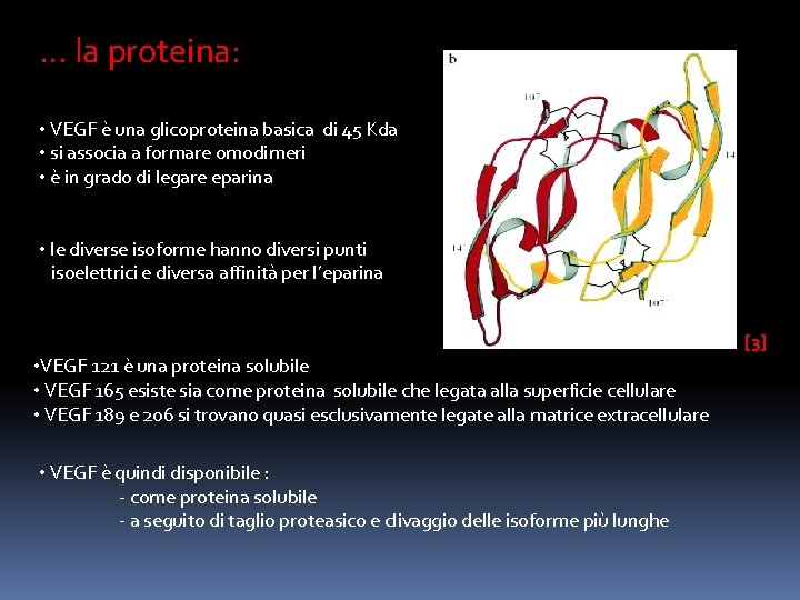 … la proteina: • VEGF è una glicoproteina basica di 45 Kda • si