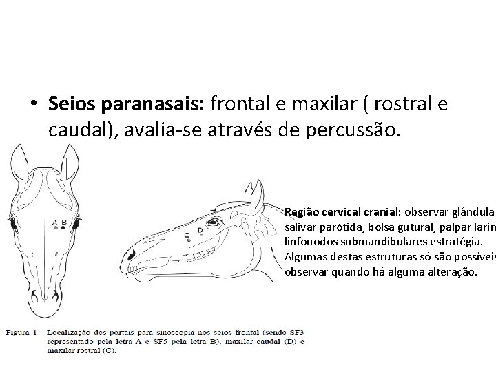  • Seios paranasais: frontal e maxilar ( rostral e caudal), avalia-se através de