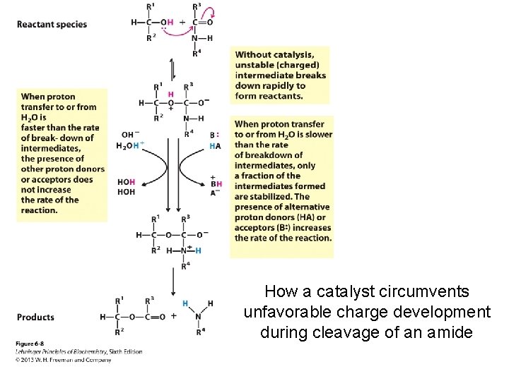 How a catalyst circumvents unfavorable charge development during cleavage of an amide 