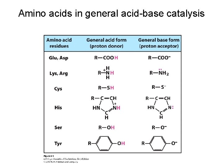 Amino acids in general acid-base catalysis 