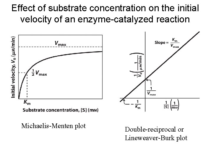 Effect of substrate concentration on the initial velocity of an enzyme-catalyzed reaction Michaelis-Menten plot