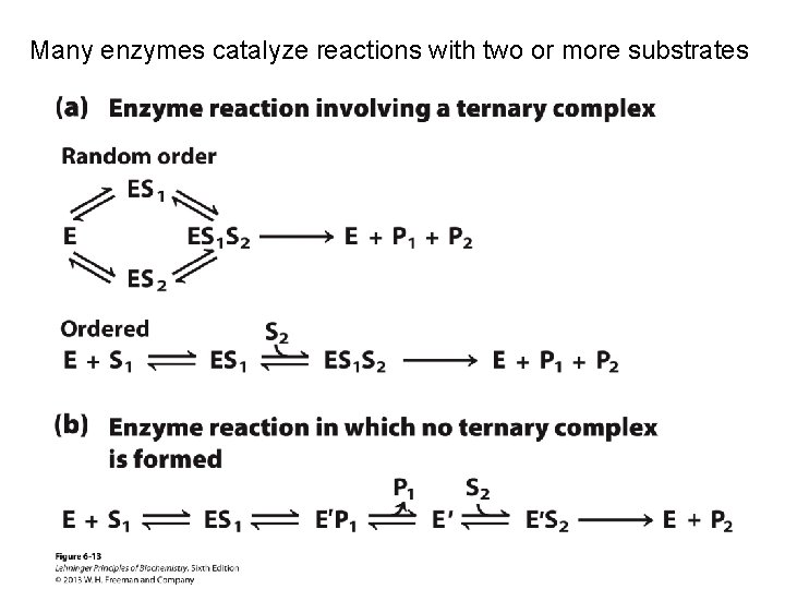 Many enzymes catalyze reactions with two or more substrates 