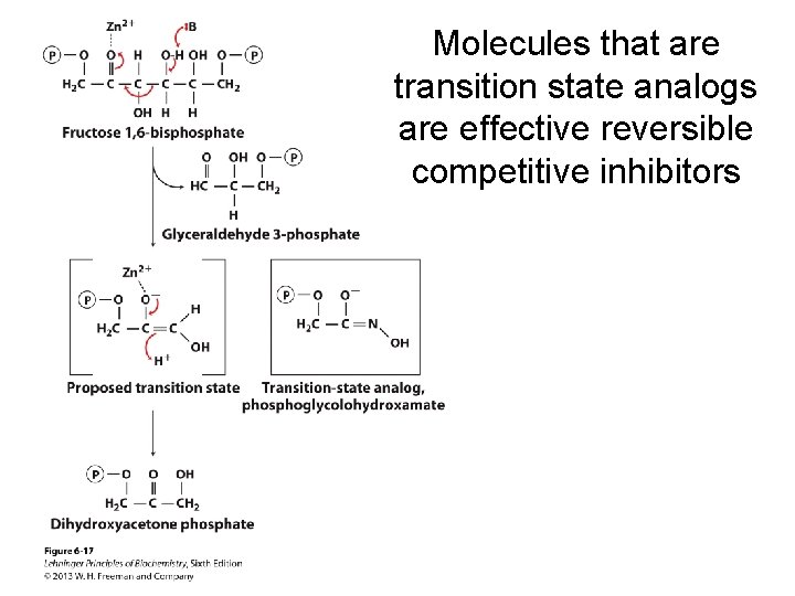 Molecules that are transition state analogs are effective reversible competitive inhibitors 