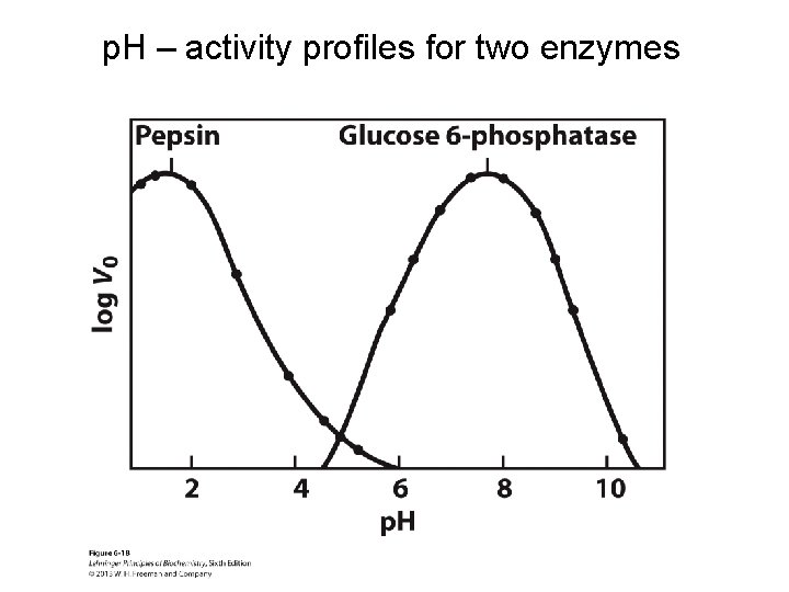 p. H – activity profiles for two enzymes 