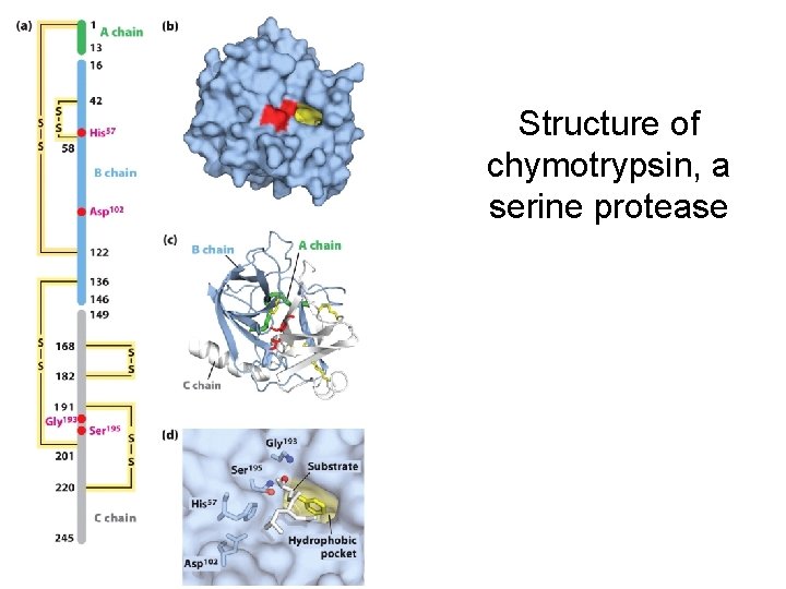 Structure of chymotrypsin, a serine protease 