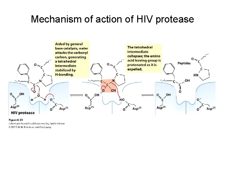 Mechanism of action of HIV protease 