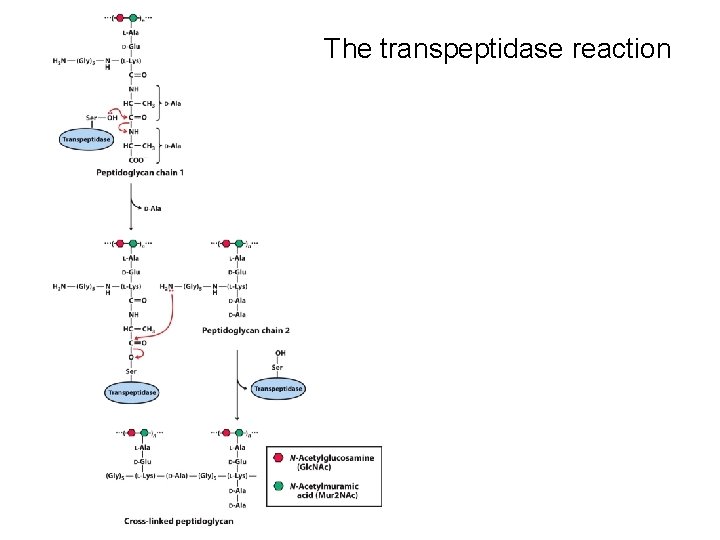 The transpeptidase reaction 