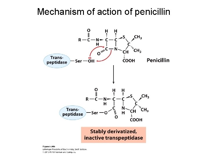 Mechanism of action of penicillin 