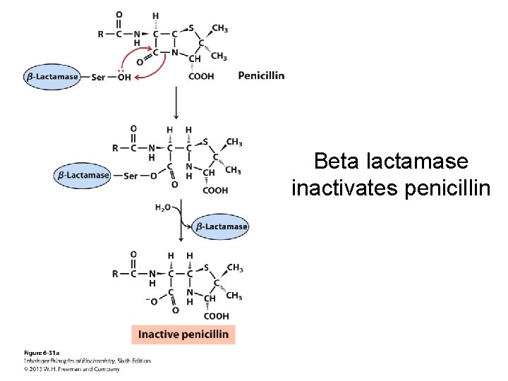 Beta lactamase inactivates penicillin 