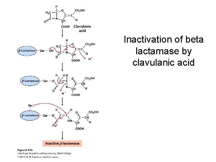 Inactivation of beta lactamase by clavulanic acid 
