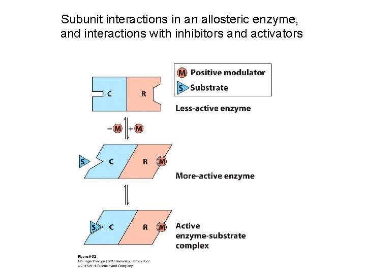 Subunit interactions in an allosteric enzyme, and interactions with inhibitors and activators 