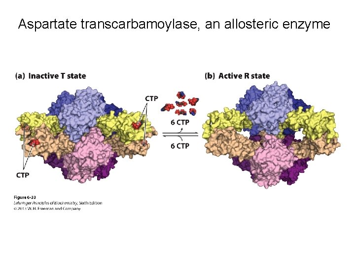 Aspartate transcarbamoylase, an allosteric enzyme 