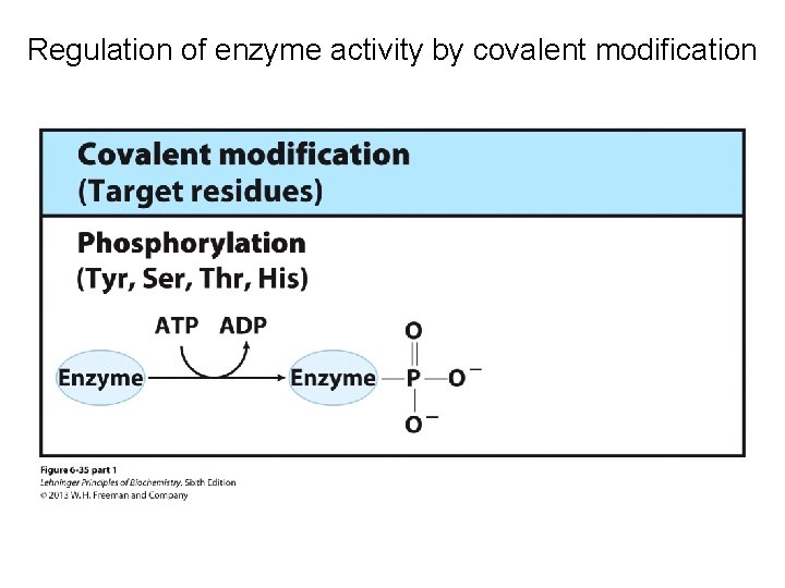 Regulation of enzyme activity by covalent modification 