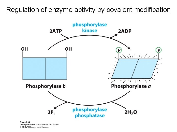 Regulation of enzyme activity by covalent modification 