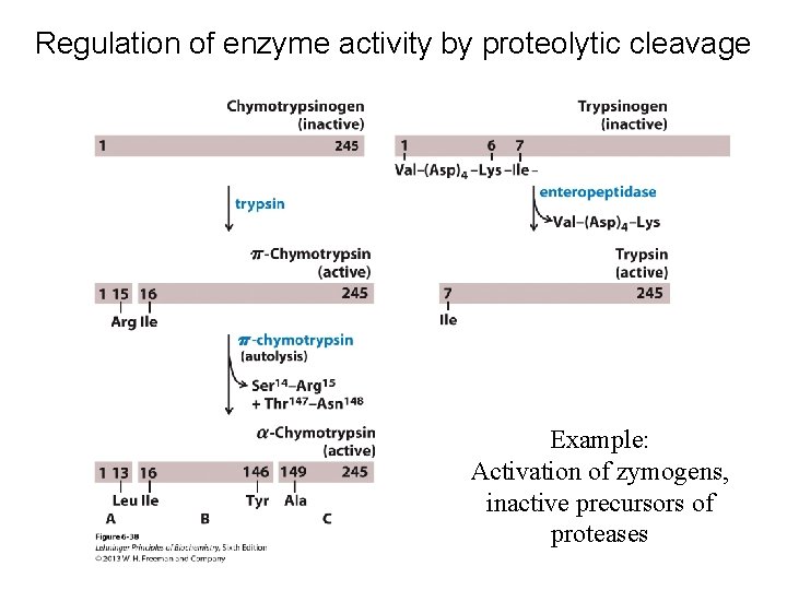 Regulation of enzyme activity by proteolytic cleavage Example: Activation of zymogens, inactive precursors of