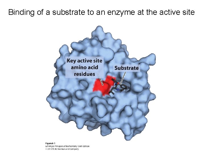 Binding of a substrate to an enzyme at the active site 