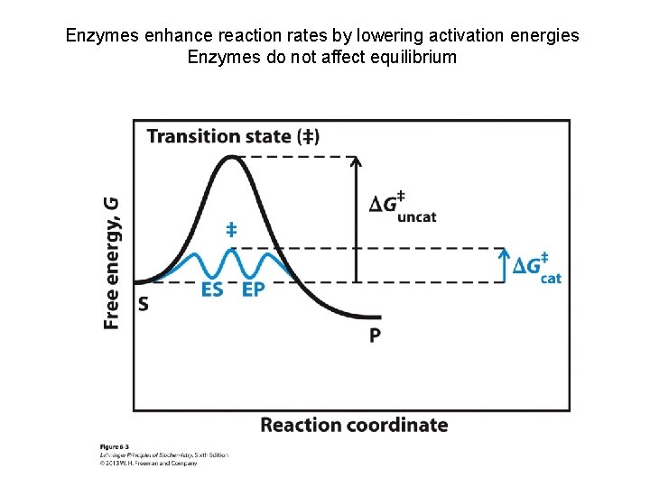 Enzymes enhance reaction rates by lowering activation energies Enzymes do not affect equilibrium 