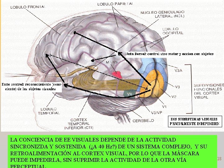 LA CONCIENCIA DE EE VISUALES DEPENDE DE LA ACTIVIDAD SINCRONIZDA Y SOSTENIDA (¿A 40