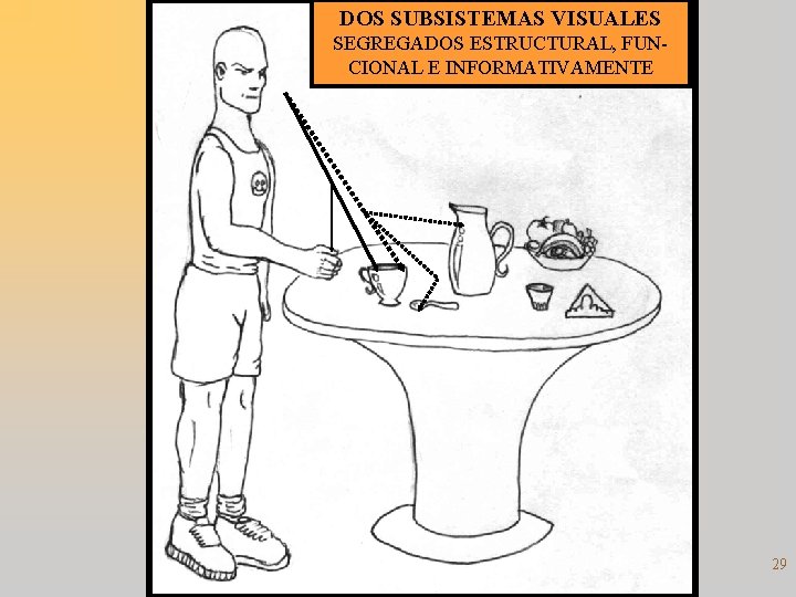 DOS SUBSISTEMAS VISUALES SEGREGADOS ESTRUCTURAL, FUNCIONAL E INFORMATIVAMENTE 29 
