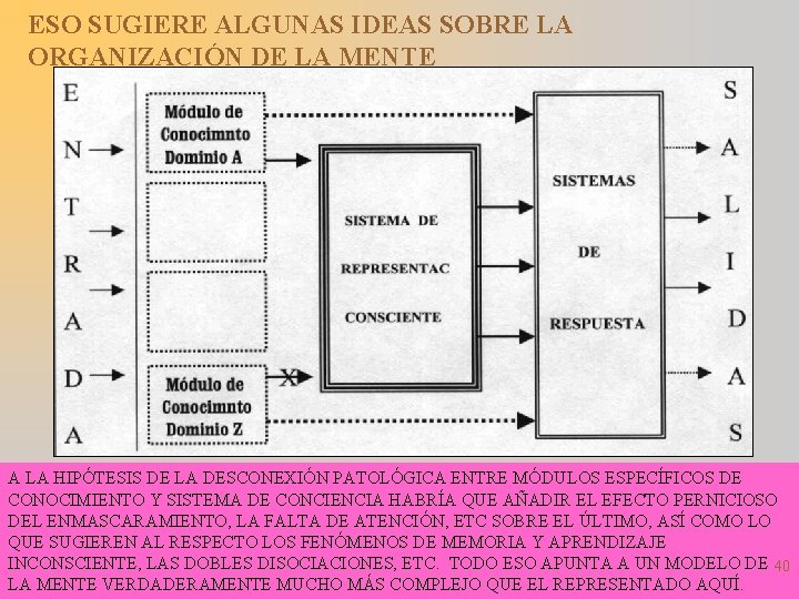 ESO SUGIERE ALGUNAS IDEAS SOBRE LA ORGANIZACIÓN DE LA MENTE A LA HIPÓTESIS DE