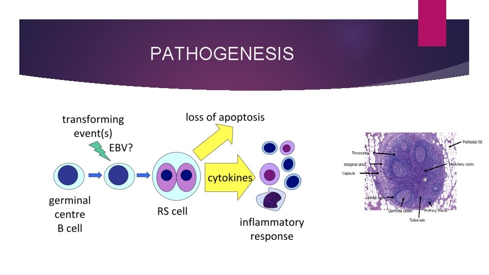 PATHOGENESIS 