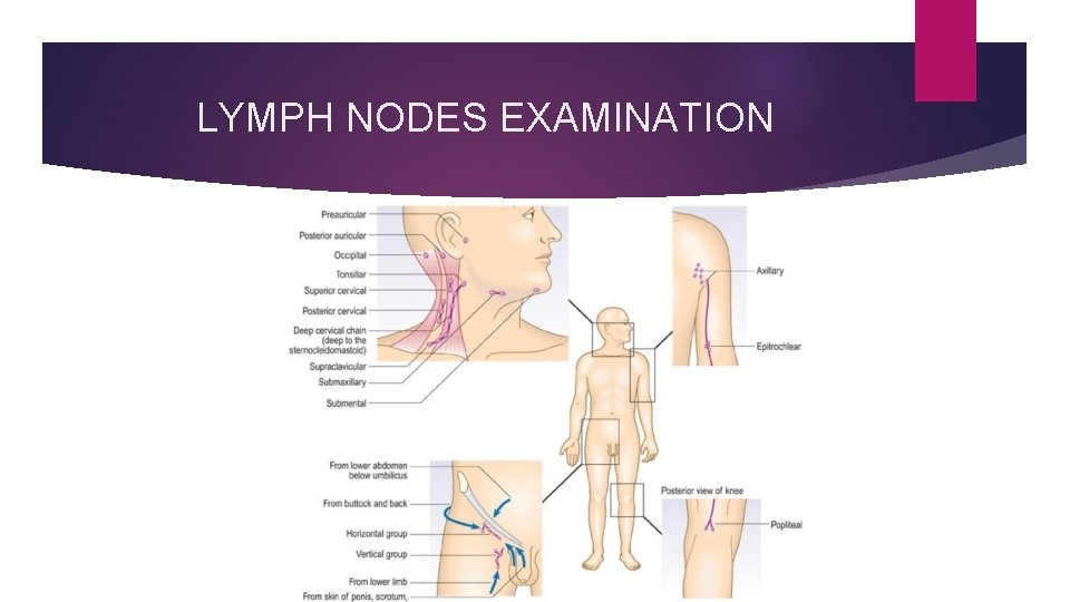 LYMPH NODES EXAMINATION 