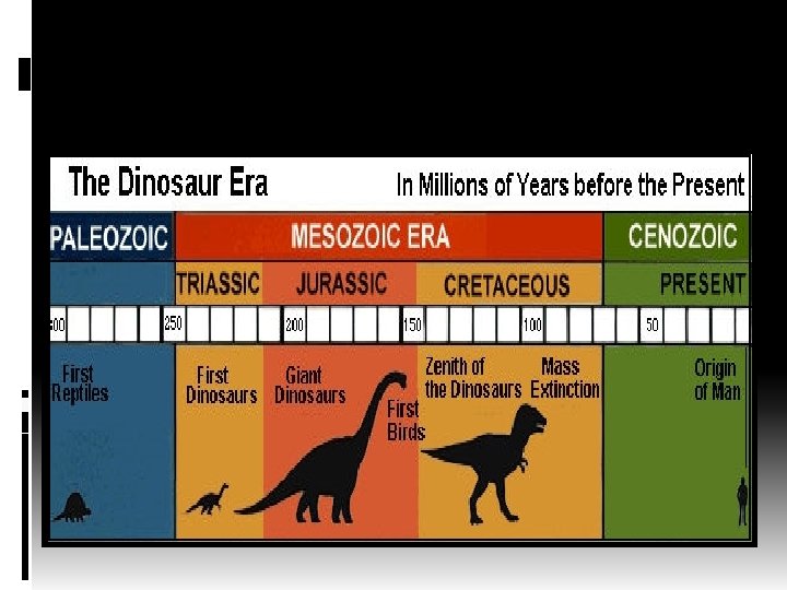Life Span Of Dinosaurs Life Span Of Dinosaurs