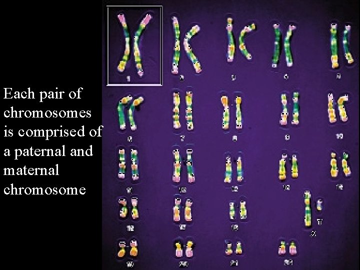 Each pair of chromosomes is comprised of a paternal and maternal chromosome 