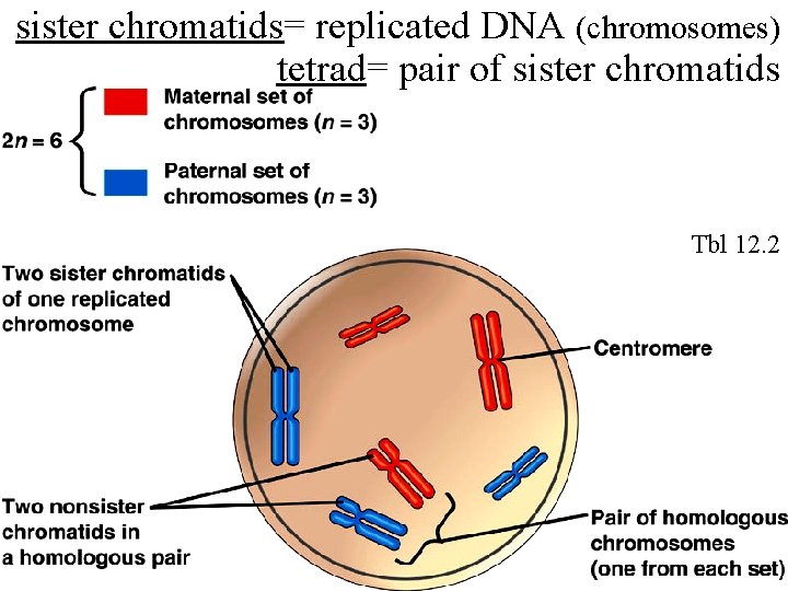 sister chromatids= replicated DNA (chromosomes) tetrad= pair of sister chromatids Tbl 12. 2 