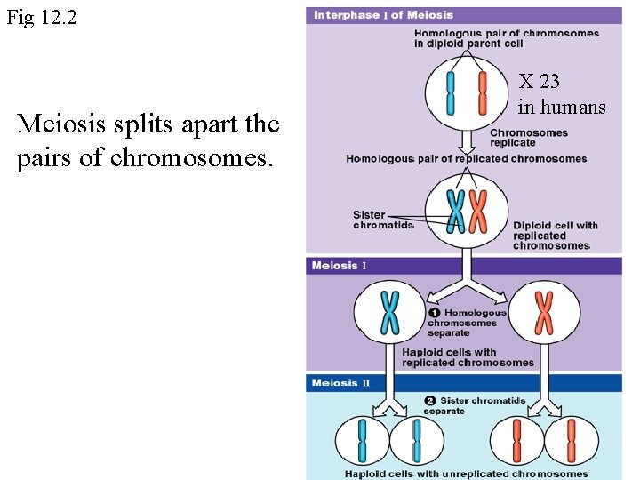 Fig 12. 2 Meiosis splits apart the pairs of chromosomes. X 23 in humans