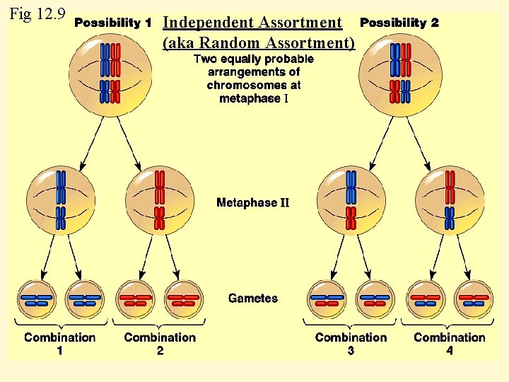 Fig 12. 9 Independent Assortment (aka Random Assortment) 