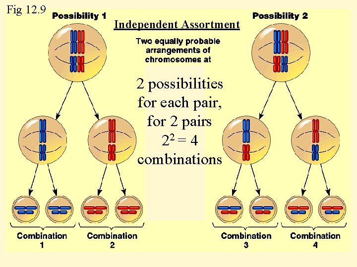 Fig 12. 9 Independent Assortment 2 possibilities for each pair, for 2 pairs 22