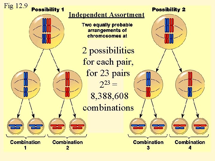 Fig 12. 9 Independent Assortment 2 possibilities for each pair, for 23 pairs 223