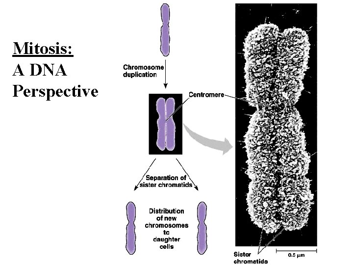 Mitosis: A DNA Perspective 