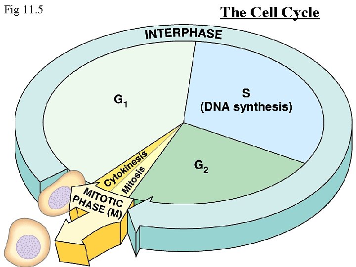 Fig 11. 5 The Cell Cycle 
