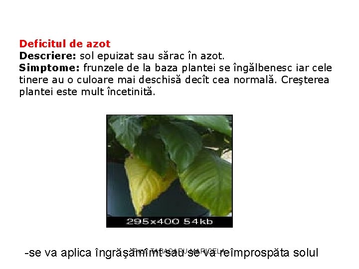 Deficitul de azot Descriere: sol epuizat sau sărac în azot. Simptome: frunzele de la Deficitul de azot Descriere: sol epuizat sau sărac în azot. Simptome: frunzele de la