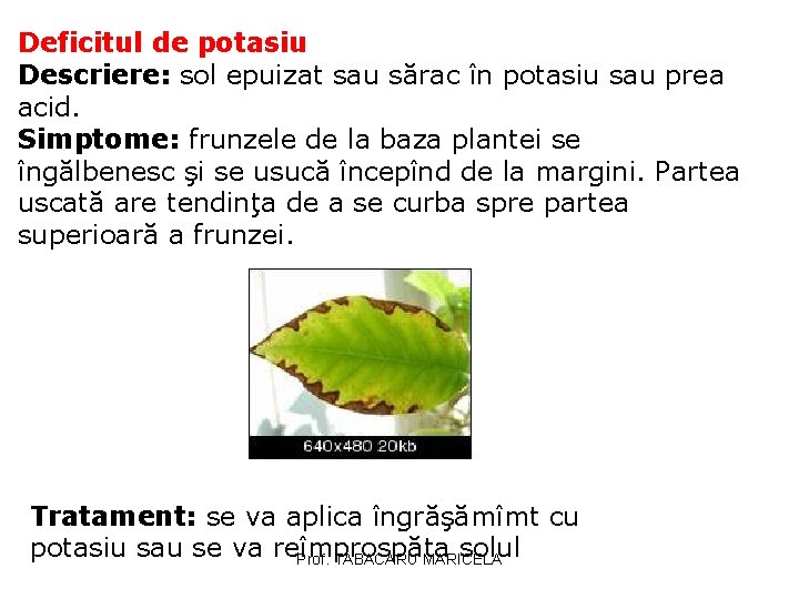 Deficitul de potasiu Descriere: sol epuizat sau sărac în potasiu sau prea acid. Simptome: Deficitul de potasiu Descriere: sol epuizat sau sărac în potasiu sau prea acid. Simptome: