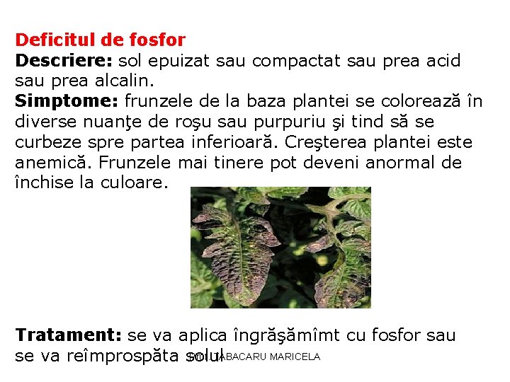 Deficitul de fosfor Descriere: sol epuizat sau compactat sau prea acid sau prea alcalin. Deficitul de fosfor Descriere: sol epuizat sau compactat sau prea acid sau prea alcalin.