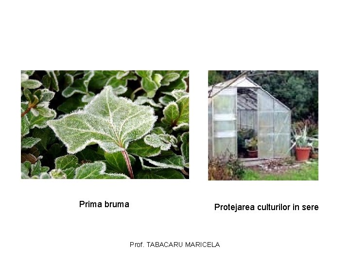 Prima bruma Protejarea culturilor in sere Prof. TABACARU MARICELA Prima bruma Protejarea culturilor in sere Prof. TABACARU MARICELA