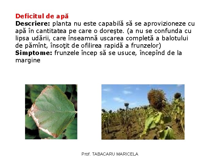 Deficitul de apă Descriere: planta nu este capabilă să se aprovizioneze cu apă în Deficitul de apă Descriere: planta nu este capabilă să se aprovizioneze cu apă în