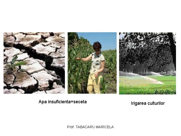 Apa insuficienta=seceta Prof. TABACARU MARICELA Irigarea culturilor Apa insuficienta=seceta Prof. TABACARU MARICELA Irigarea culturilor