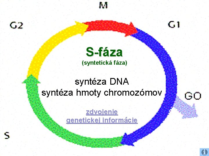 S-fáza (syntetická fáza) syntéza DNA syntéza hmoty chromozómov zdvojenie genetickej informácie 