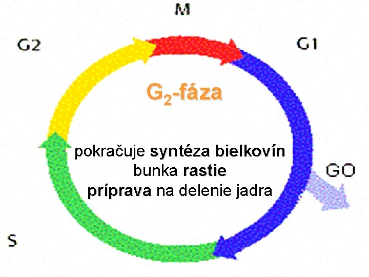 G 2 -fáza pokračuje syntéza bielkovín bunka rastie príprava na delenie jadra 