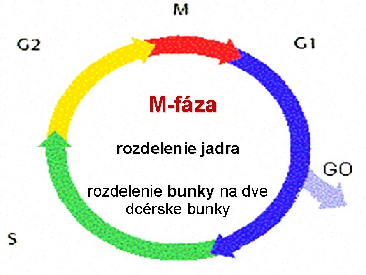 M-fáza rozdelenie jadra rozdelenie bunky na dve dcérske bunky 