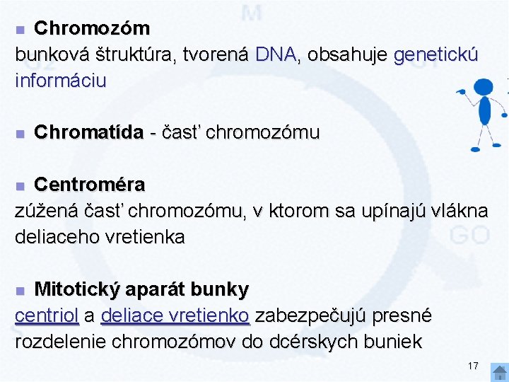 Chromozóm bunková štruktúra, tvorená DNA, obsahuje genetickú informáciu n n Chromatída - časť chromozómu