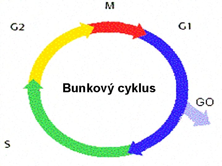 Bunkový cyklus 