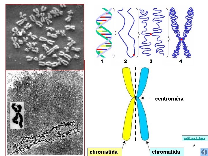 centroméra späť na S-fáza 6 chromatida 