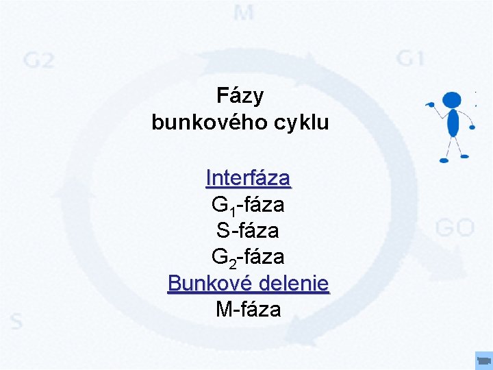 Fázy bunkového cyklu Interfáza G 1 -fáza S-fáza G 2 -fáza Bunkové delenie M-fáza