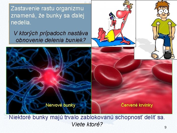 Zastavenie rastu organizmu znamená, že bunky sa ďalej nedelia. Akú úlohu má hlavný kontrolný